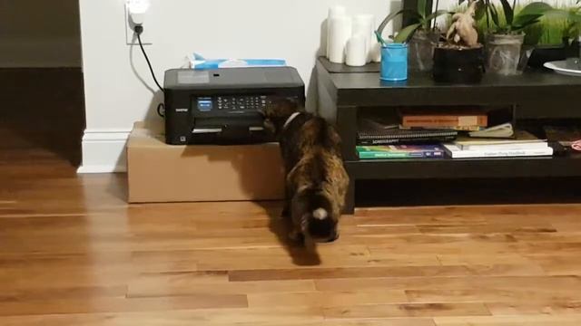Cat hit electric shock - кошку бьет током - funny animals смотреть онлайн