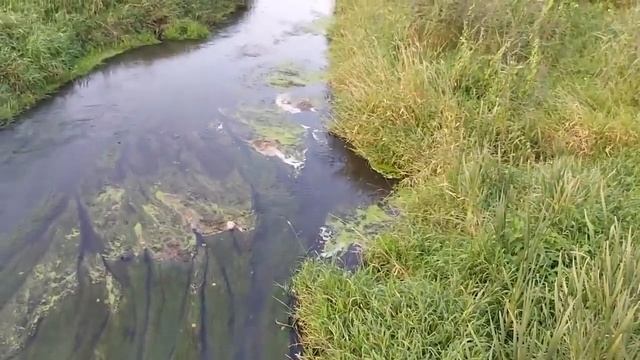 Чтобы Банк Простил Долг..Очень Сильно..для всех?️[Ведьмина Изба.Инга Хосроева] смотреть онлайн