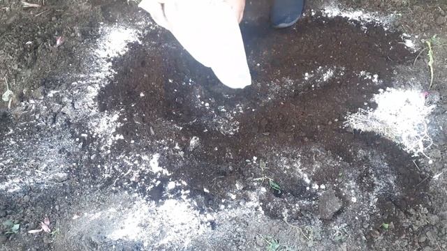 ПРОВОЛОЧНИК КАК ОЧИСТИТЬ ЗЕМЛЮ проверенный способ. смотреть онлайн