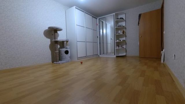 Что делают коты, когда вас нет дома! смотреть онлайн