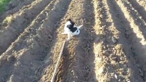 Подготовка и посадка лука севка ( сроки )