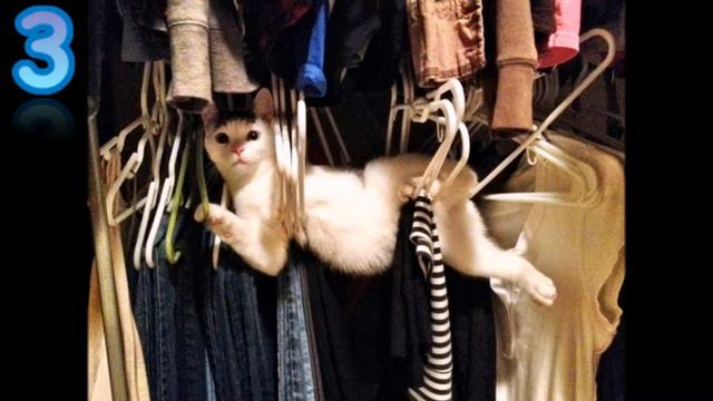 Смешные Животные ТОП 5 №1 2015! смотреть онлайн