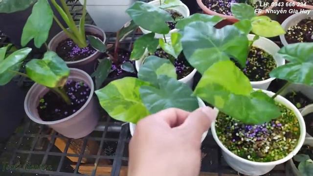 Ráy var hàng VN alocasia odora var mint giá chỉ từ 500k смотреть онлайн