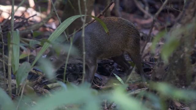 Top 50 Curiosities about the Agouti смотреть онлайн