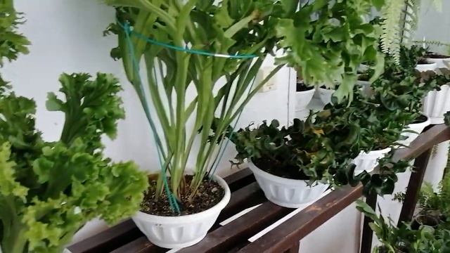 Как сделать заказ смотреть онлайн