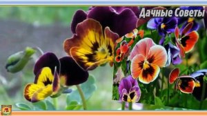 Что посеять в феврале Самые популярные цветочные культуры которые сеют на рассаду в феврал