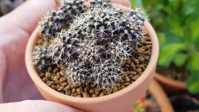 Gymnocalycium Hybrid Cactus 1 Year Plus Seedlings смотреть онлайн
