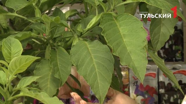 БРУГМАНСИЯ ОСЕНЬ смотреть онлайн