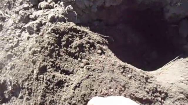 НАЧИНАЮ ГОТОВИТЬ ГРУНТ ДЛЯ РАССАДЫ БУДУЩЕГО ГОДА - ЧЕРНОЗЕМ Видео Ольги Черновой 5 июня смотреть онлайн