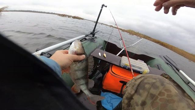 SSV TAIFUN  Щука Окунь