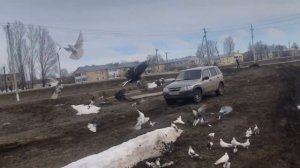 Николаевские голуби Самара