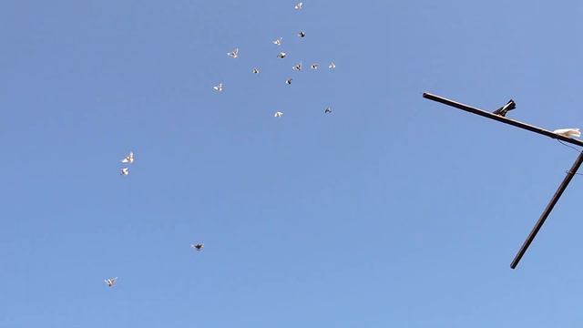 Безотказные бойные голуби. смотреть онлайн