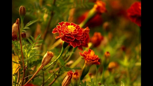 Настя с днем рождения!!!!!! смотреть онлайн