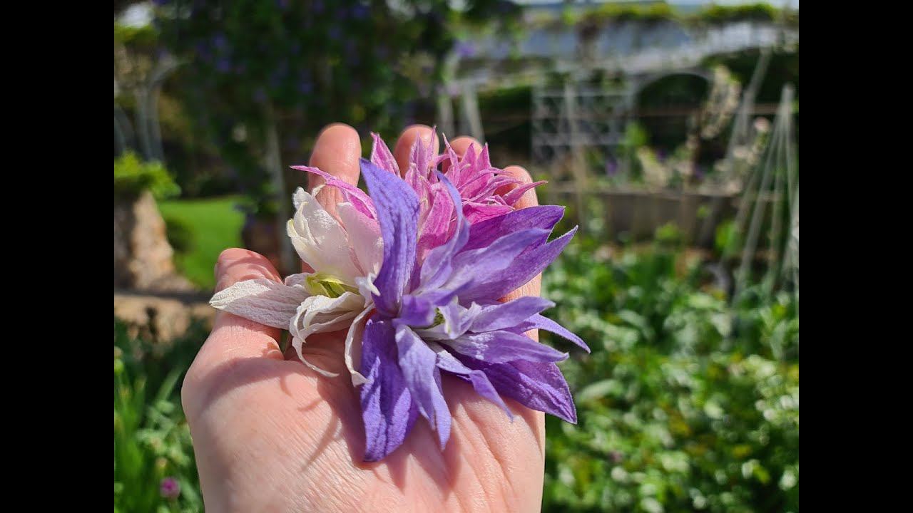 Цветение РАННИХ сортов КЛЕМАТИСОВ. Клематисы 1 группы. Княжики. смотреть онлайн