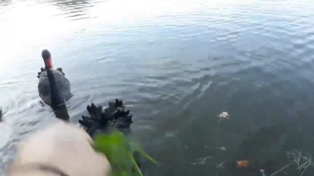 ЧЕРНЫЕ ЛЕБЕДИ / ЧОРНІ ЛЕБЕДІ / black swans / ШЯНСЬКЕ ОЗЕРО 🐥🐥🐥🐥🐥🐥🐣 смотреть онлайн