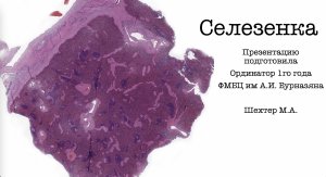 Селезенка. Нормальная гистология