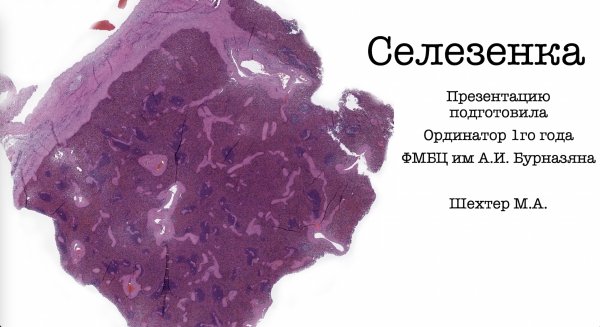 Селезенка. Нормальная гистология