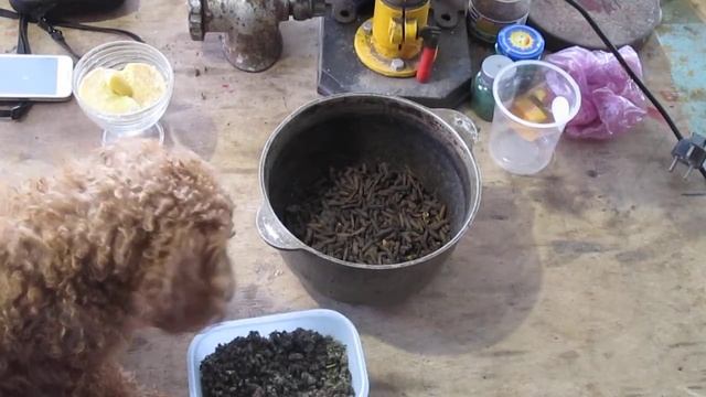 БГВ 21 Чёрная Львинка жареная