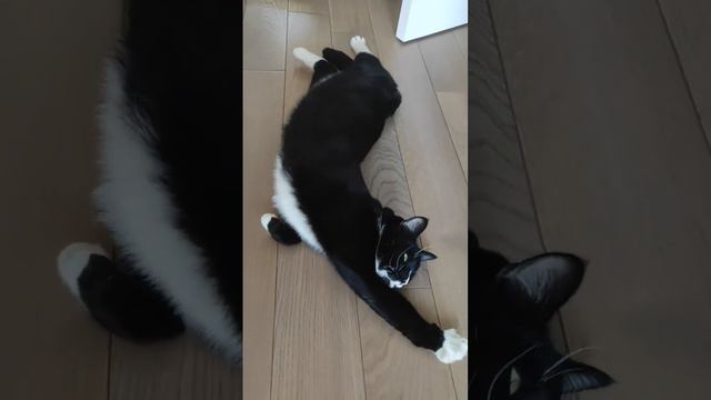 Фицджеральд увидел, что на него смотрят, начал показательно позировать, принимая различные позы 😸 смотреть онлайн