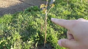 Черешня Валерий Чкалов - результат посадки и немножко об обрезке