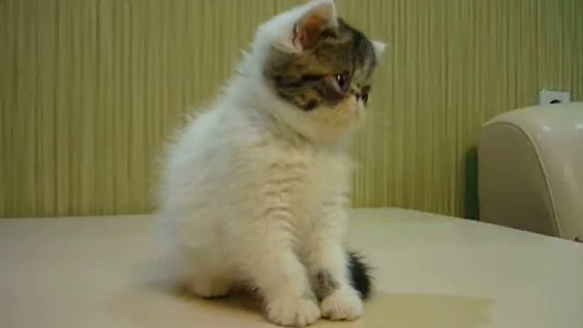Кошка браун табби ван смотреть онлайн