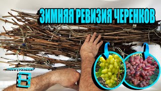 ЗИМНЯЯ РЕВИЗИЯ И ХРАНЕНИЕ ЧЕРЕНКОВ ВИНОГРАДА ДЛЯ ПРИВИВОК И УКОРЕНЕНИЯ. СЕВЕРНЫЙ ВИНОГРАДНИК 22-3 смотреть онлайн