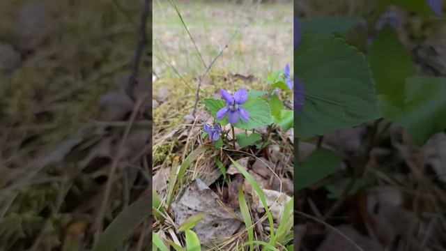 Фиалка удивительная смотреть онлайн