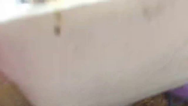 Выбираем домашнего питомца ??? смотреть онлайн