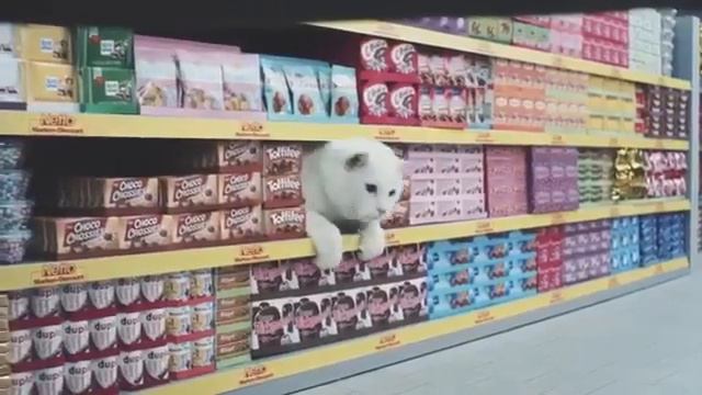 Коты в супермаркете смотреть онлайн
