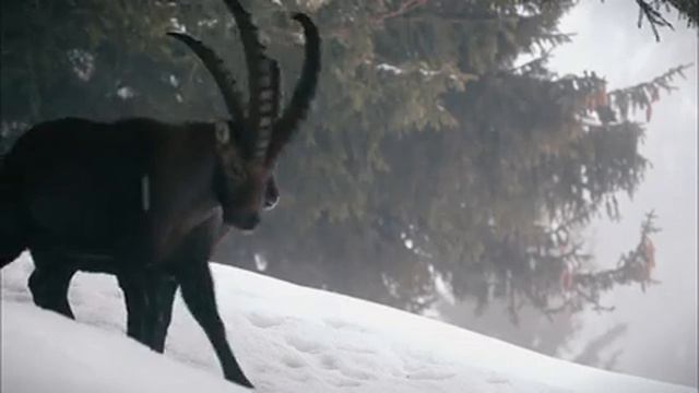 Parc national de la Vanoise - Tour de France de la biodiversité 18/21 смотреть онлайн