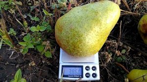 Груша Ноябрьськая и Парижанка