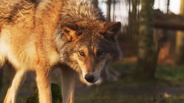 Самые мудрые знаки Зодиака: их невозможно обмануть смотреть онлайн