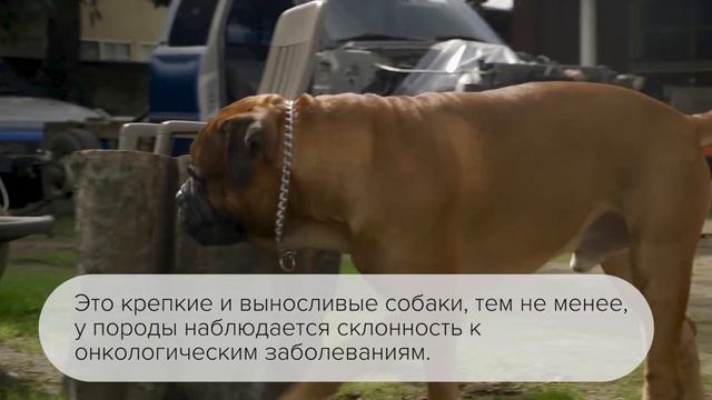 Бульмастиф. Все о породе смотреть онлайн