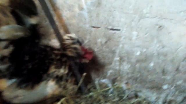 Куры для души и декора усадьбы: Алтайская бентамка. смотреть онлайн