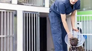 Отдать собаку в приют навсегда: куда пристроить