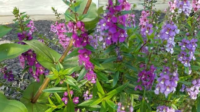 Angelonia and Zinnia смотреть онлайн