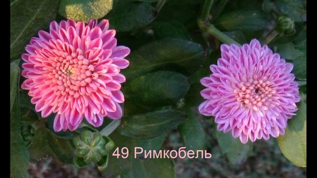 Мои ранние хризантемы смотреть онлайн