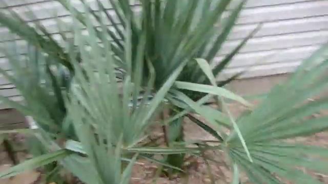 Sabal minors (Dwarf Palmettos) смотреть онлайн