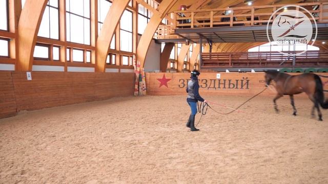 Работа с лошадью на корде / Способы крепления корды / Приспособления для работы на корде смотреть онлайн