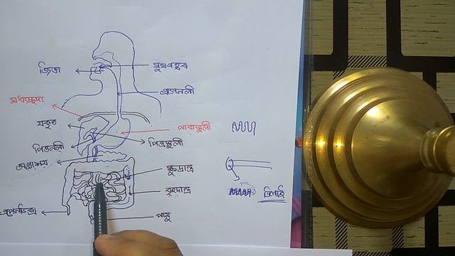 Nutrition In Human with Digestive tract in ASSAMESE || Class 10 Science || Life Processes смотреть онлайн