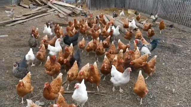 Куры не несутся что делать? Провожу беседу и окольцовываю// "Мое подворье" смотреть онлайн