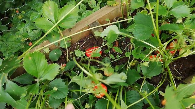 Дача Первый урожай клубники смотреть онлайн