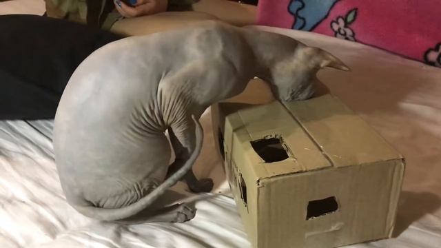 Игрушка для кошки сфинкс играет смотреть онлайн