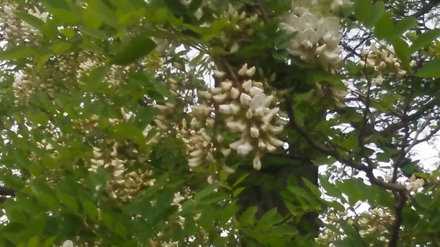 Пасека на белой акации смотреть онлайн