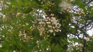 Пасека на белой акации