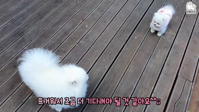 퐁키가 블랙탄 강아지가 됐어요ㅋㅋㅋ смотреть онлайн