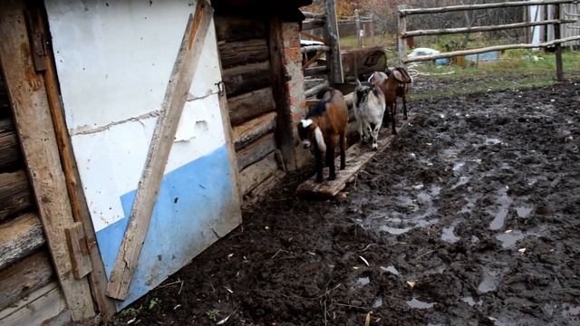 КУПИЛИ ДОМ В ДЕРЕВНЕ. МНОГО ДЕЛ ПО ХОЗЯЙСТВУ, А УЖЕ МОРОЗЫ смотреть онлайн