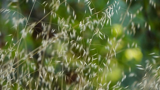 "Синий май. Заревая теплынь...", А.С.Есенин. Читает Итса Окура Профит Мель Жюстис (Конго) смотреть онлайн