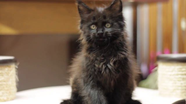 Котенок мейн кун Пандора, 2 месяца смотреть онлайн