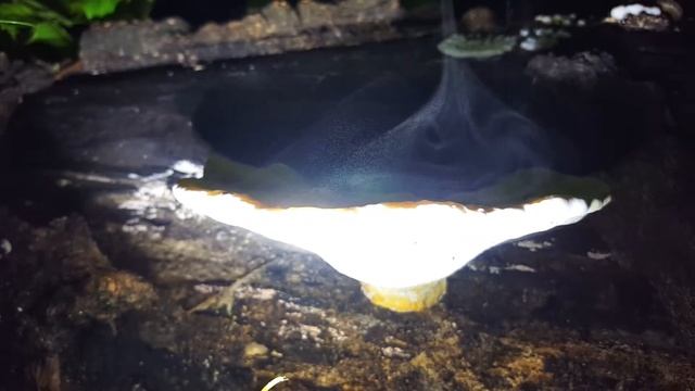 Bracket fungus releasing spores смотреть онлайн